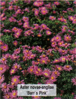 Aster novae-angliae Barrs Pink