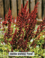 Astilbe arendsii Fanal