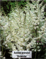 Astilbe arendsii Snowstar