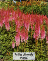 Astilbe chinensis Pumila