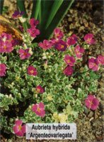 Aubrieta hybrida Argenteovariegata