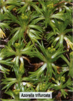 Azorella trifurcata