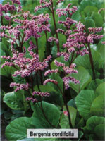 Bergenia cordifolia