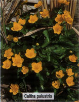 Caltha palustris