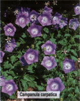 Campanula carpatica