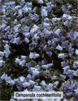 Campanula cochleariifolia