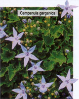 Campanula garganica