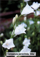 Campanula persicifolia Alba