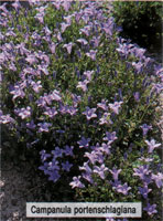 Campanula portenschlagiana