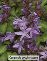 Campanula poscharskyana