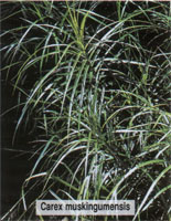 Carex muskingumensis