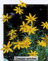 Coreopsis verticillata