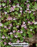 Cymbalaria muralis