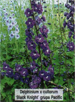 Delphinium x cultorum Black Knight