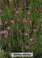 Dianthus deltoides