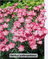 Dianthus gratianopolitanus