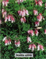 Dicentra eximia