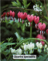 Dicentra spectabilis