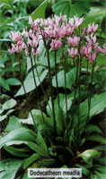 Dodecatheon meadia