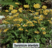 Doronicum orientale