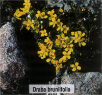 Draba brunifolia