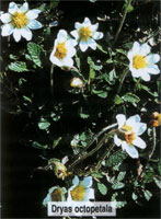 Dryas octopetala