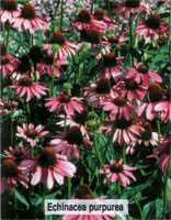 Echinacea purpurea