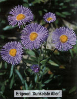 Aller Erigeron Dunkelste Aller