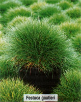 Festuca gautieri