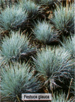 Festuca glauca