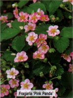 Fragaria Pink Panda