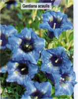 Gentiana acaulis