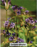 Gentiana dahurica