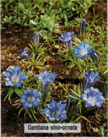 Gentiana sino-omata