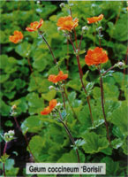 Geum coccineum Borisii