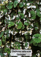 Glechoma hederacea Variegata