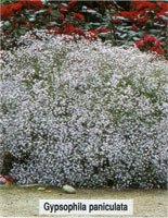 Gypsophila paniculata