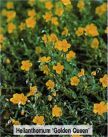 Helianthemum Golden Queen