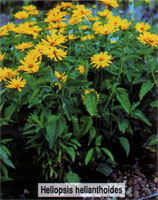 Heliopsis helianthoides