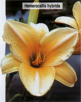 Hemerocallis hybrida