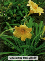 Hemerocallis Stella de Oro