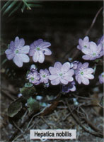 Hepatica nobilis