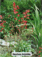 Heuchera brizoides