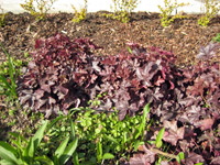 Heuchera micrantha Palace Purple