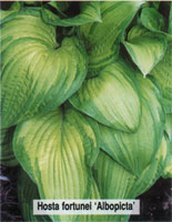 Hosta fortunei Albopicta