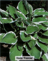 Hosta Francee