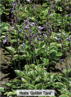 Hosta Golden Tiara