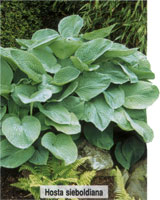 Hosta Sieboldiana