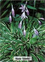 Hosta Stiletto