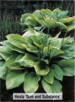 Hosta Sum and Substance